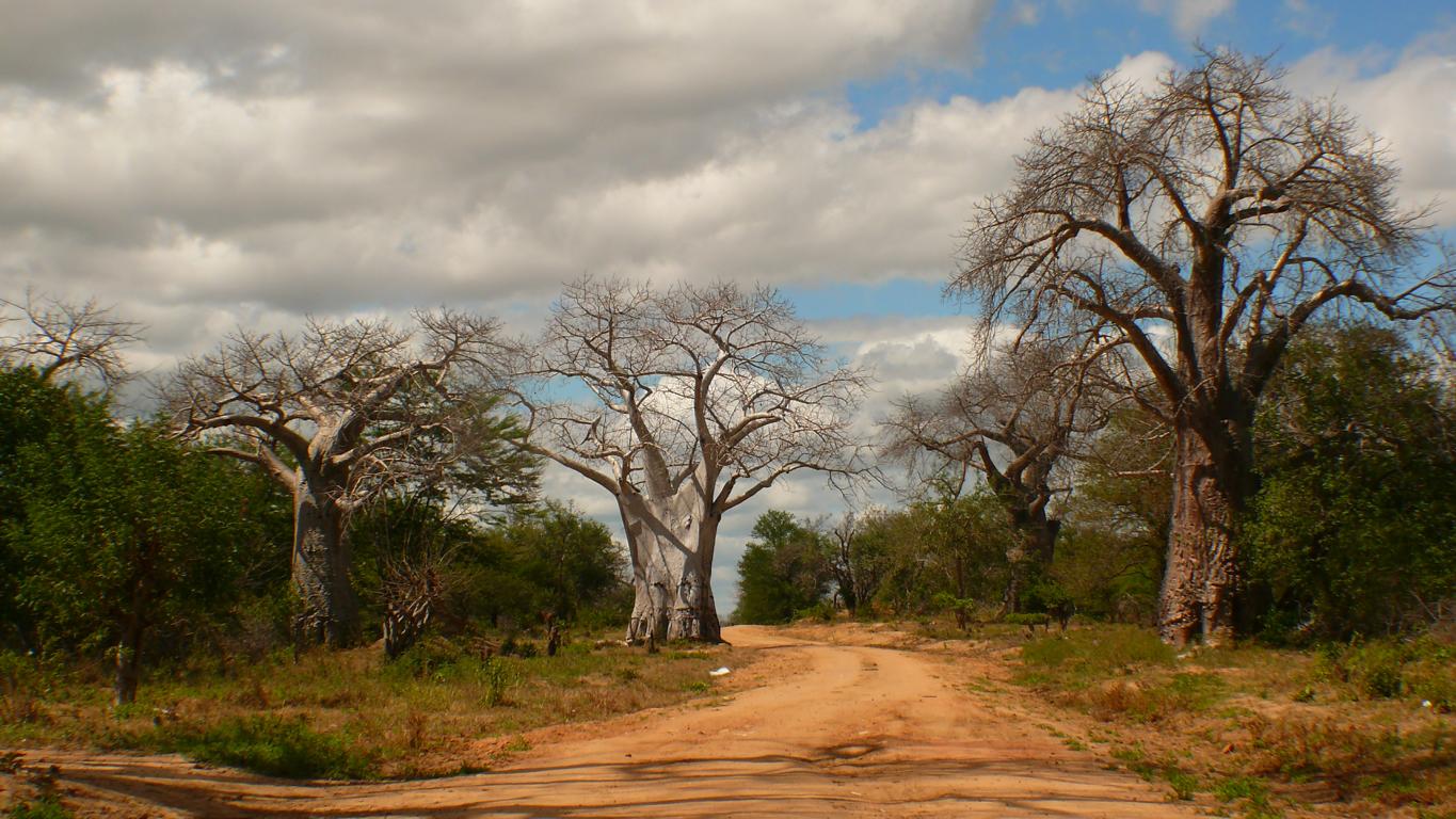 Lahvovými stromy lemovaná cesta - Baobab v Zambii