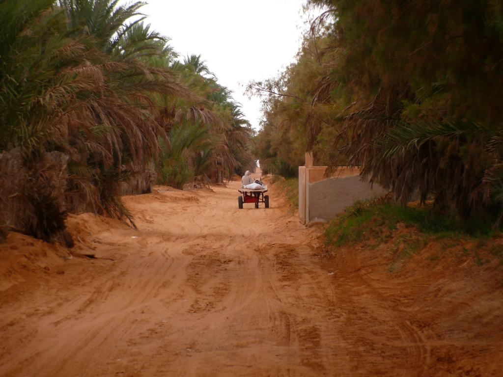 Tuniská pouštní oáza