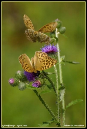 Fotograf roku v přírodě 2009 - Slet motýlů