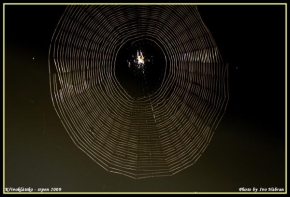 Fotograf roku v přírodě 2009 - Ranní pavučina