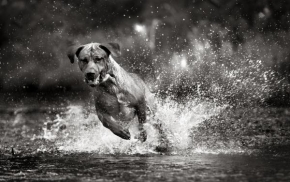 Svět zvířat - Fotograf roku - kreativita - Taošovo dyjské plavení...