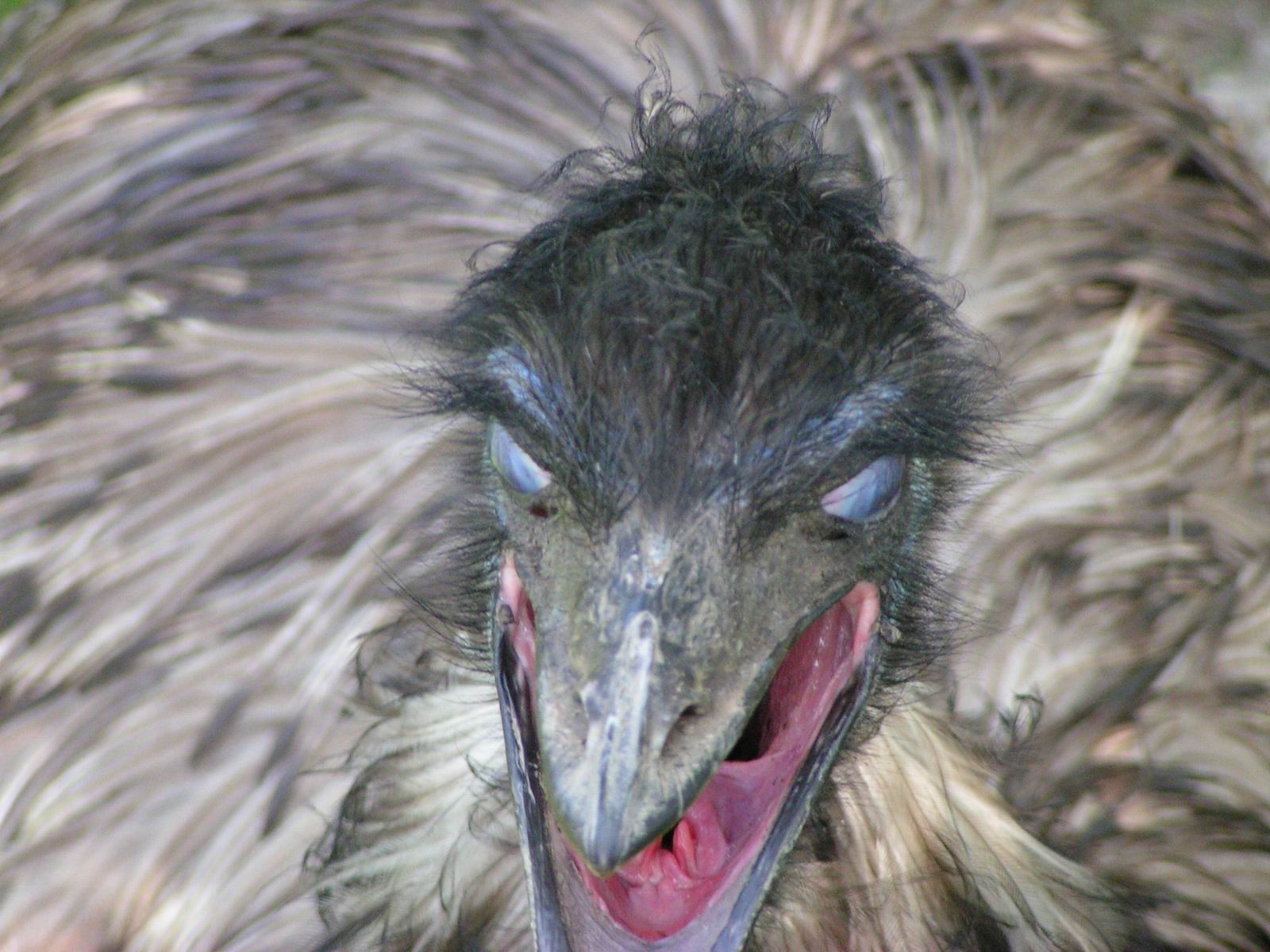 Rozlobený emu