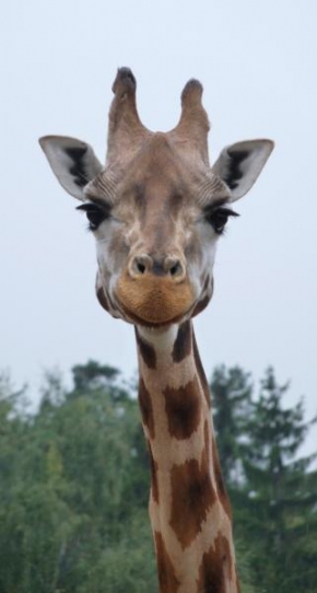 Úlovky z dovolené - Potutelný žirafí úsměv - uloveno v ZOO Praha