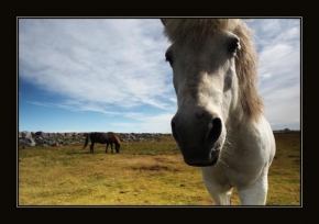 Svět zvířat - Fotograf roku - kreativita - Islandský kůň
