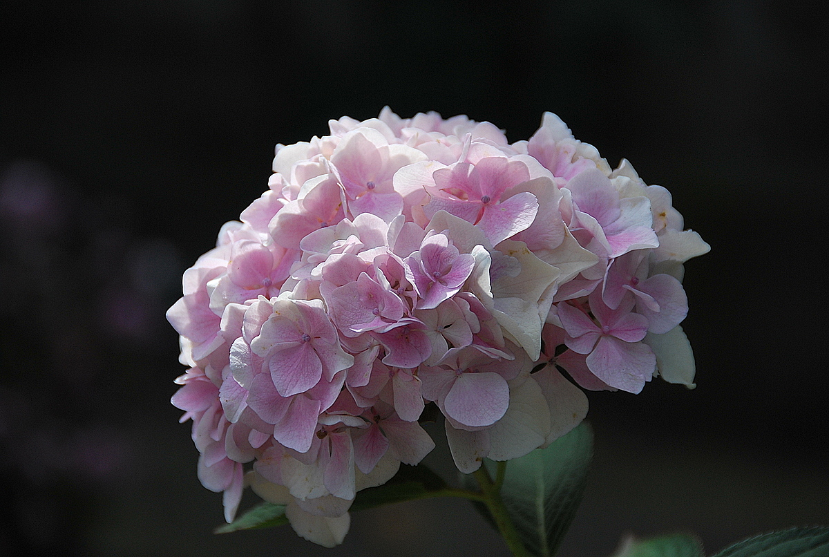 Bílo-růžová hortenzie