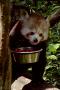Tereza Laifrová - Panda červená při svačině