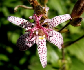 Život květin - Naše orchidea