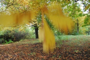 Místo, které nejraději fotografuji - Padající list