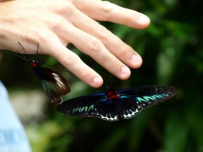 Svět zvířat - Přítulní motýlci