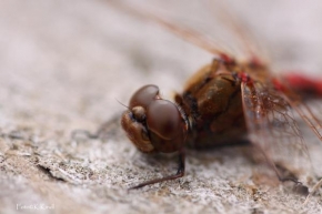 Fotograf roku v přírodě 2010 - Vážka rudá v detailu