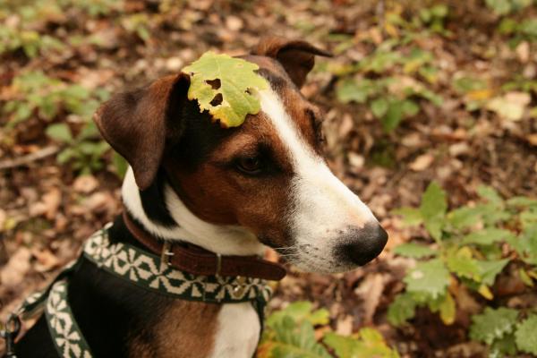 Pes s listovou čepičkou