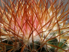 Život květin - Kaktus