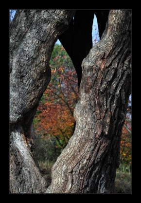 Místo, které nejraději fotografuji - Petřínský strom
