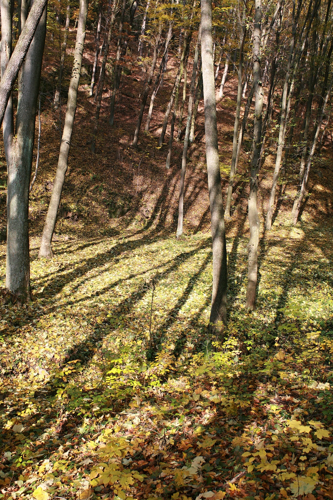 Stínový les