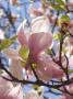 Magnolie