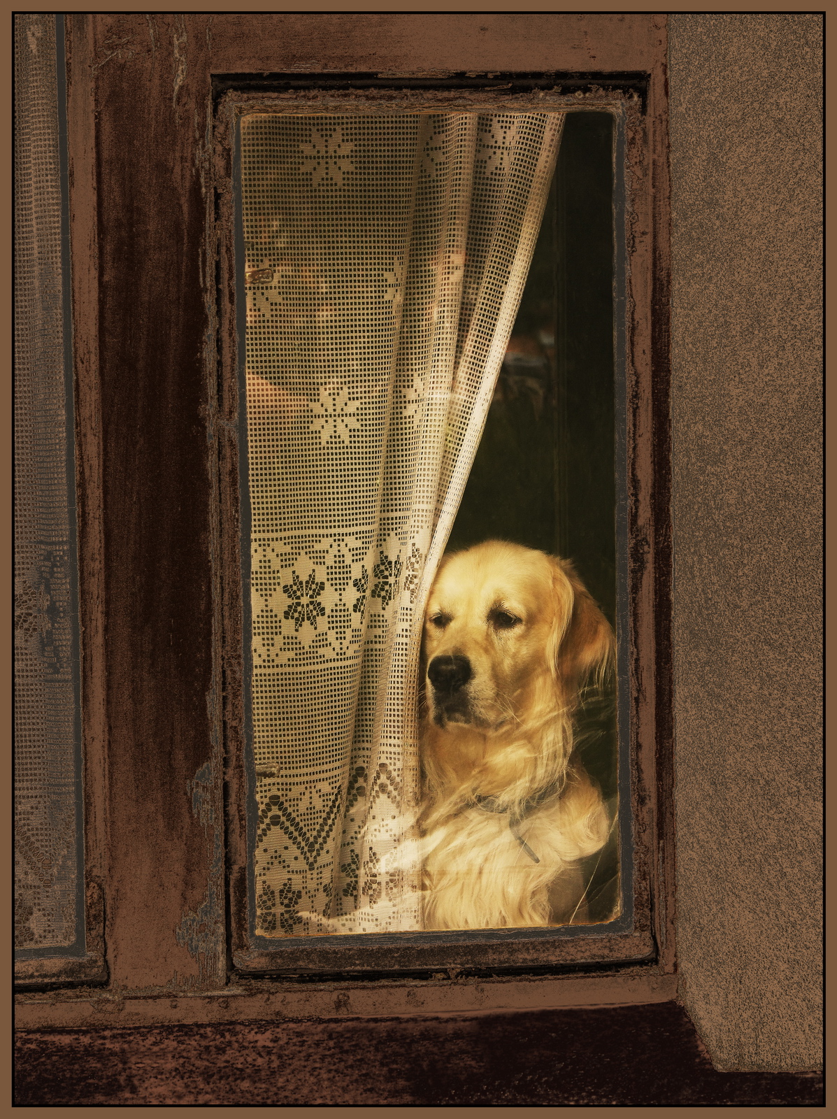 Pes za oknem