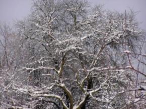 Místo, které nejraději fotografuji - Zimní krása stromu