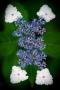 Hydrangea