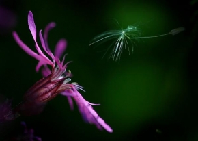 Život květin - Fotograf roku - Kreativita - Tanec