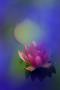Nymphaea