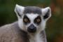 Pavel Kavale - Lemur