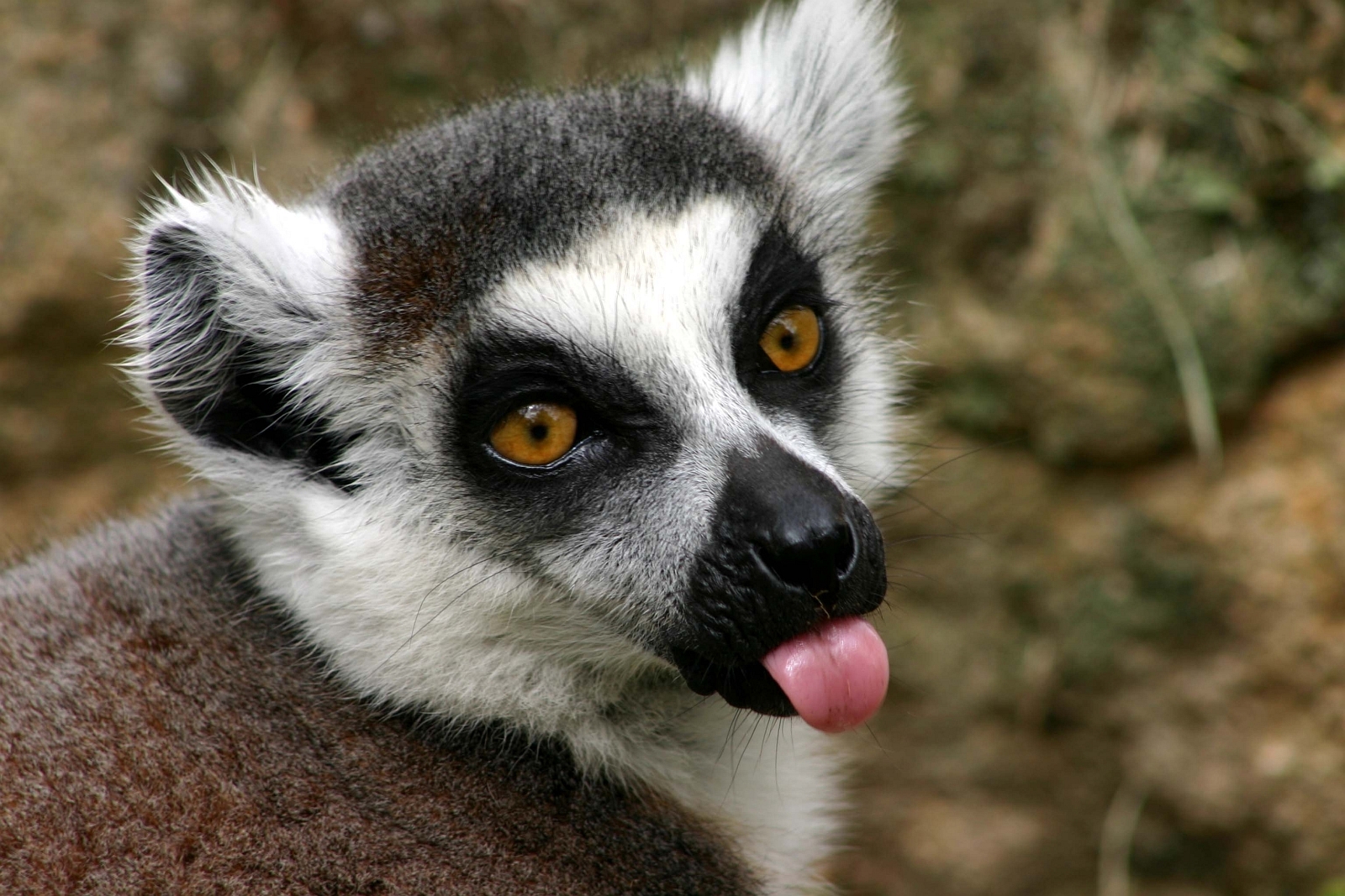 Mlsný lemur