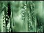 Michal Čáp - In green
