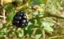 Blackberry