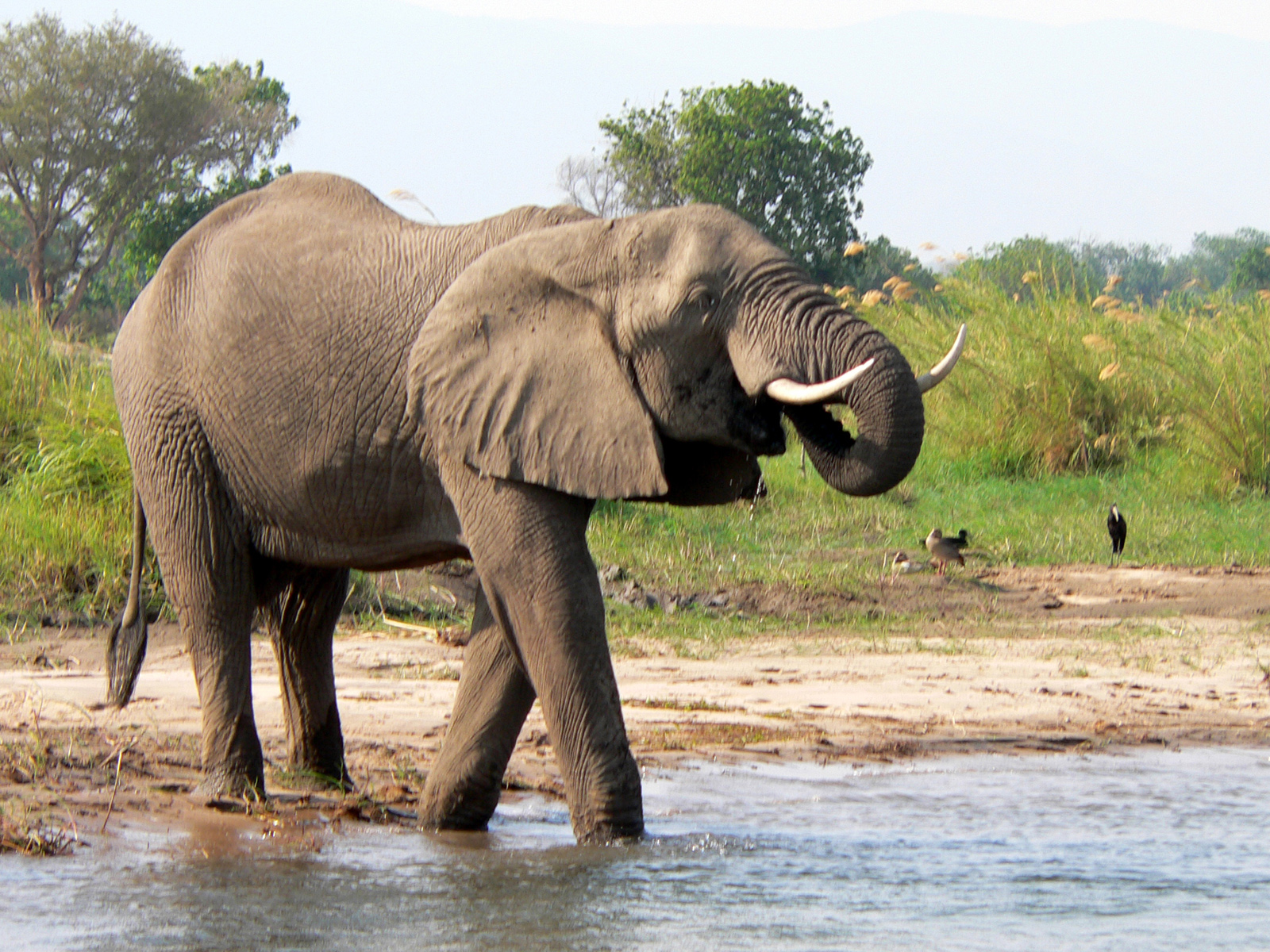 Slon na břehu Zambezi
