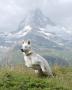 Jitka Skálová -Matterhorn s chlupatou modelkou