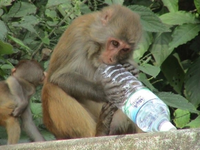 Svět zvířat - Opička má žízeň