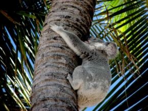 Svět zvířat - Koala v divočině