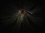 Lenka Lochanova - Plastic flower