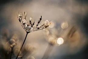Život květin - Zimná krása