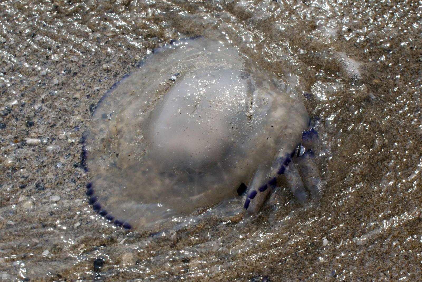 Meduza zahava
