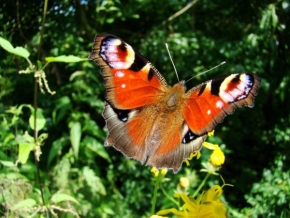 Radim Vadász - Krása motýlí