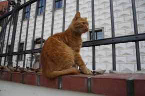 Na ulici - Kočička na ulici