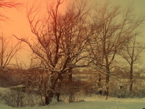 Barevná abstrakce - Stromy v zimě