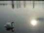 Labutí jezero