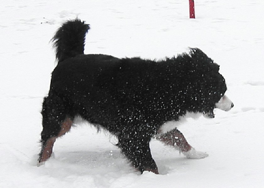 Pes a sníh