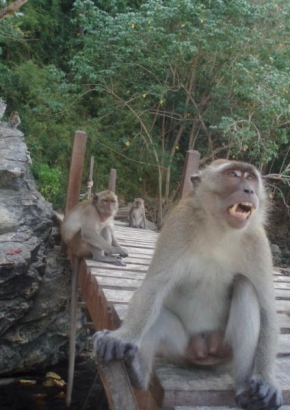 Svět zvířat - Naštvaná opice