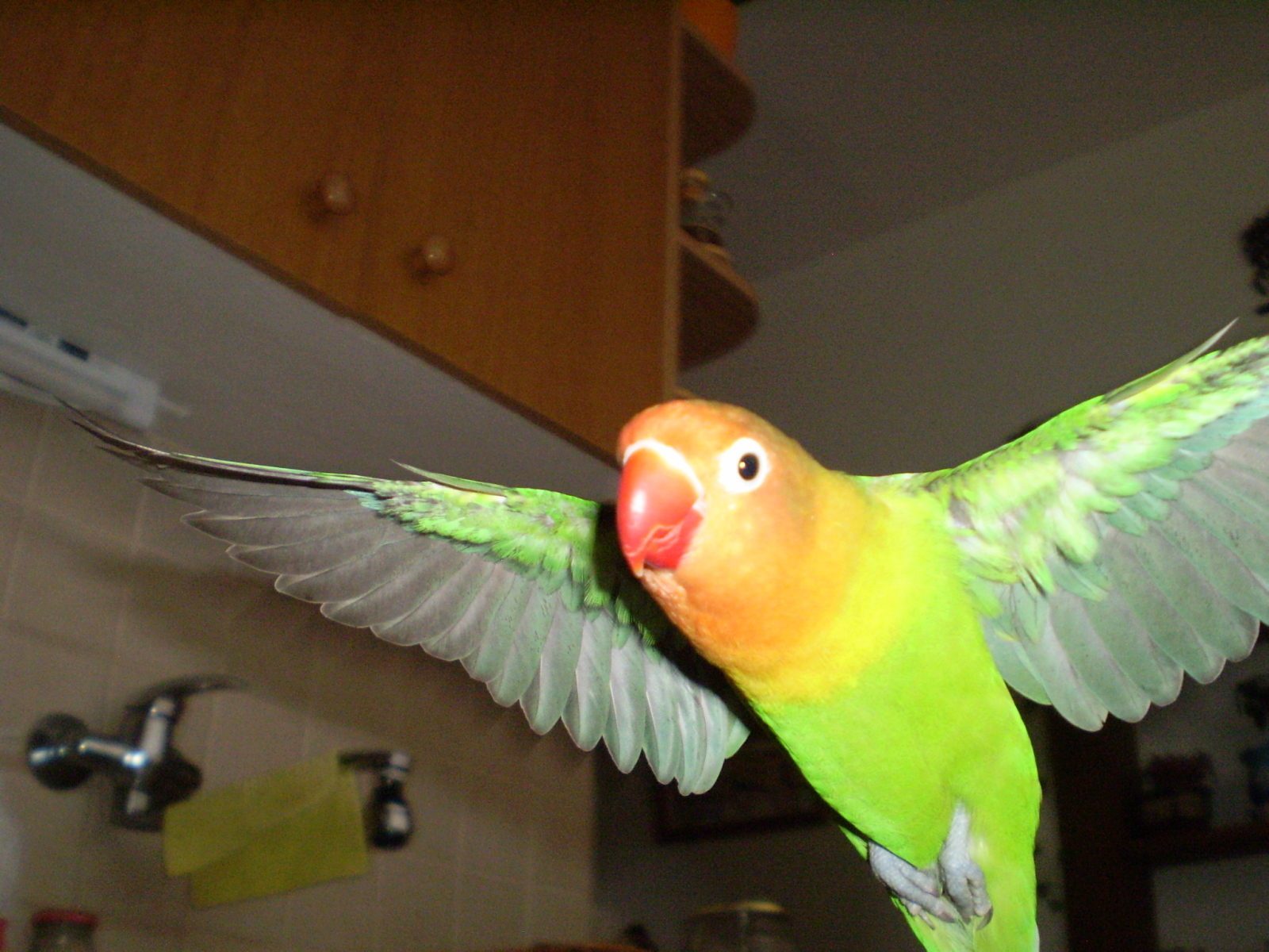 Náš papoušek Alex