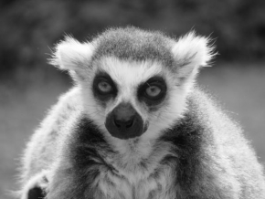 Svět zvířat - Lemur