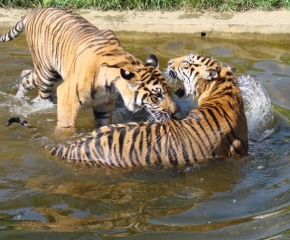 Svět zvířat - Tygři