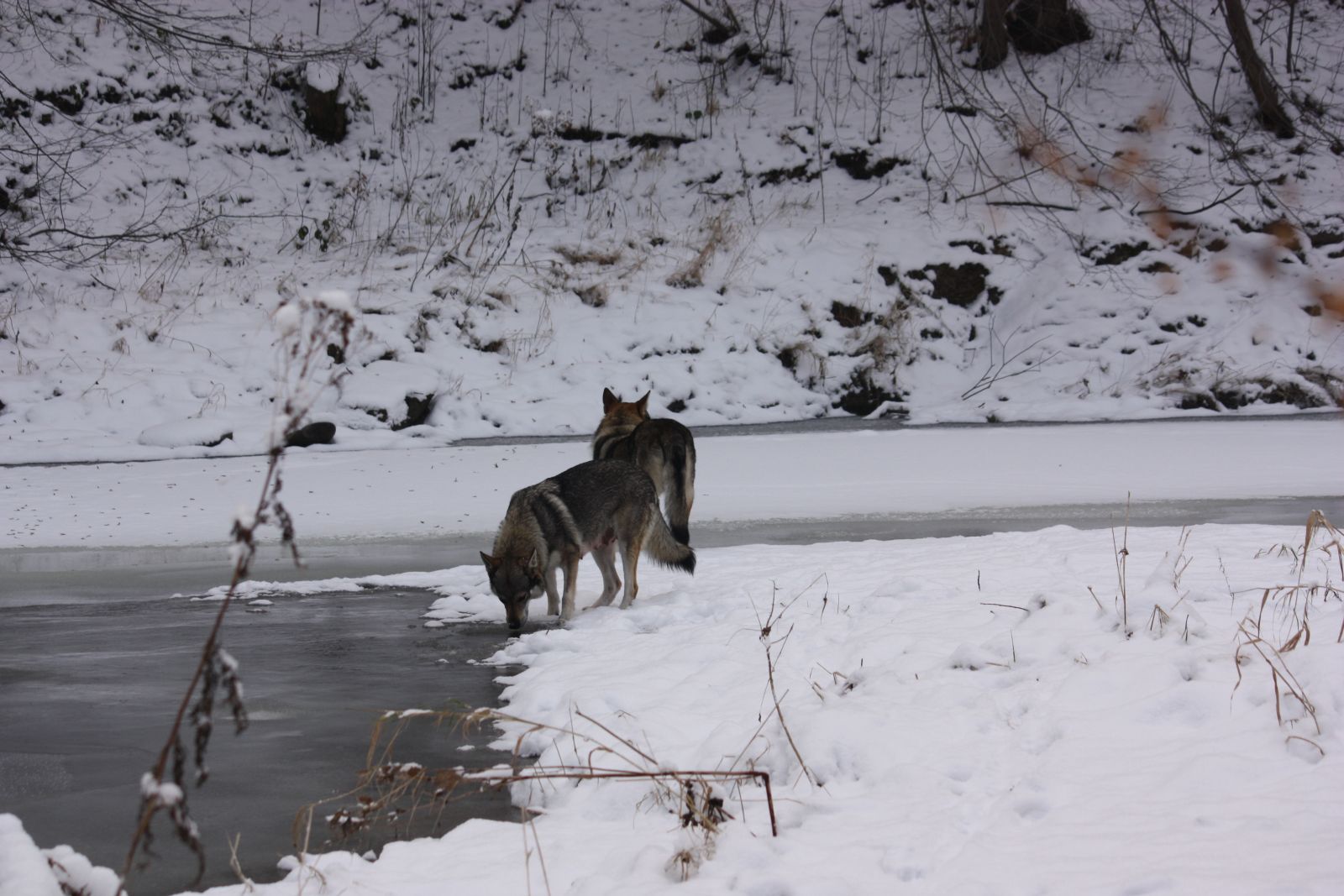 Psi u zamrzlé řeky