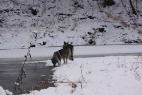 Svět zvířat - Psi u zamrzlé řeky
