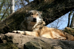 Svět zvířat - Vyhřívající se vlk