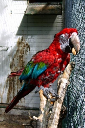Svět zvířat - Papagaj2