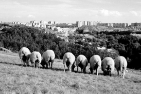 Svět zvířat - Cesta do města