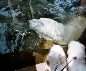 Svět zvířat - U ledních medvědů